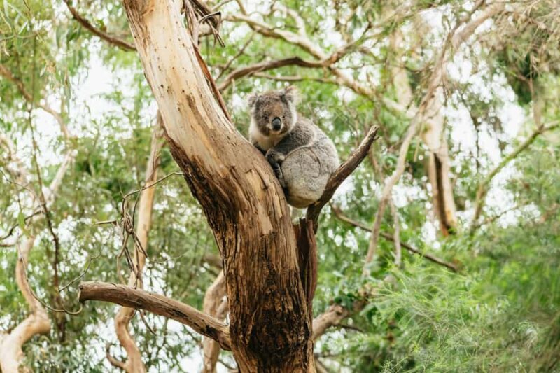 From Melbourne: Small-Group Great Ocean Road Day Trip - Key Points
