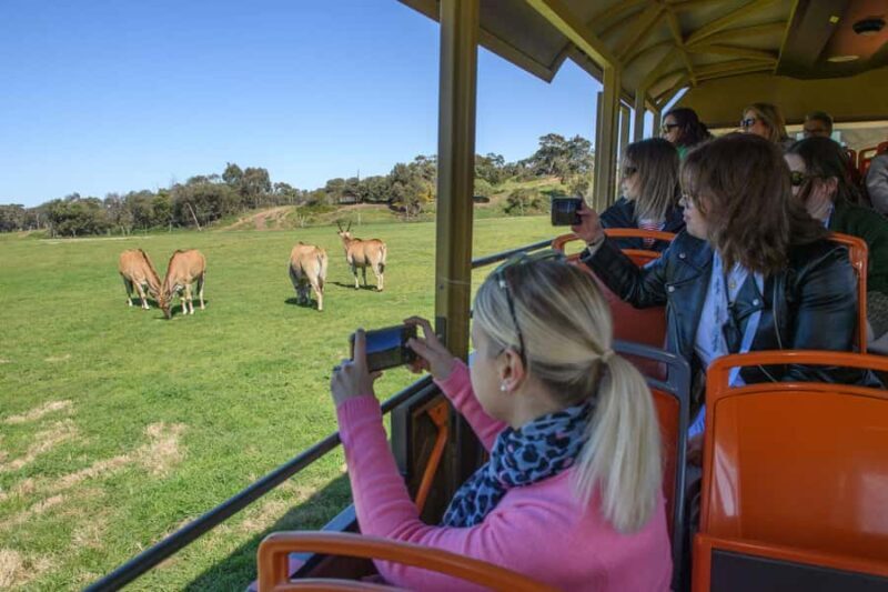 From Melbourne: Werribee Open Range Zoo & Werribee Mansion - Key Points