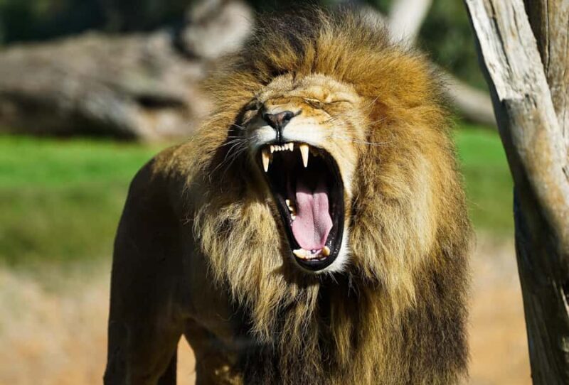 From Melbourne: Werribee Open Range Zoo & Werribee Mansion - FAQs