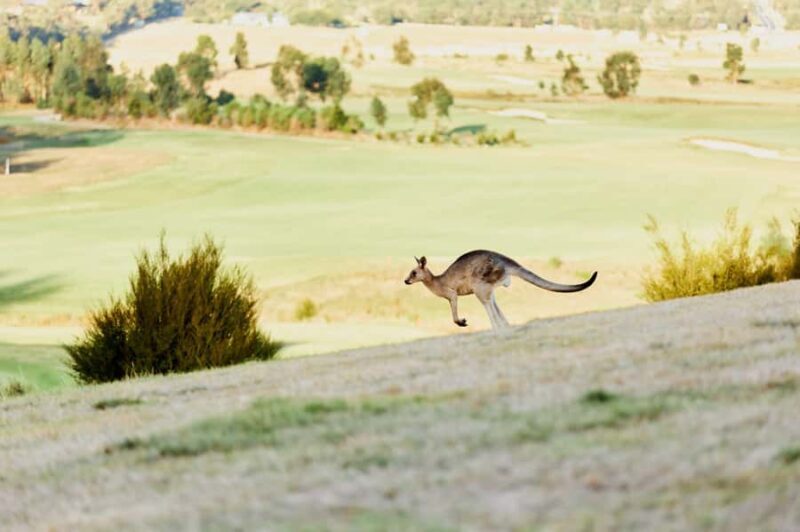 From Melbourne: Yarra Valley Chandon Cheese & Kangaroos Tour - Sunset Kangaroo Encounter – Wildlife in the Bushland