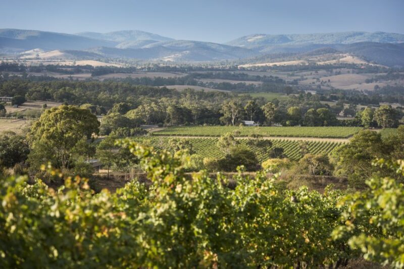 From Melbourne: Yarra Valley Chandon Cheese & Kangaroos Tour - FAQ