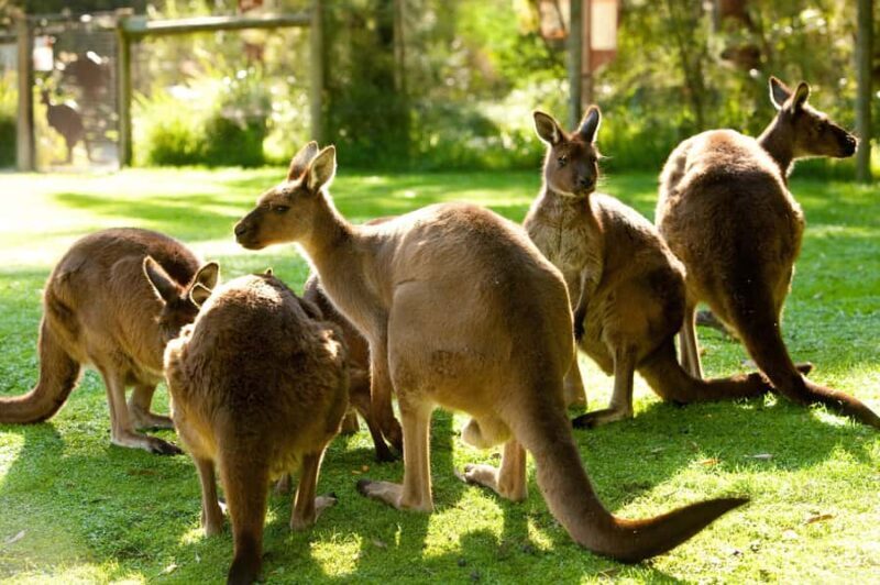 From Melbourne: Yarra Valley Wildlife & Wine Day Tour - FAQ