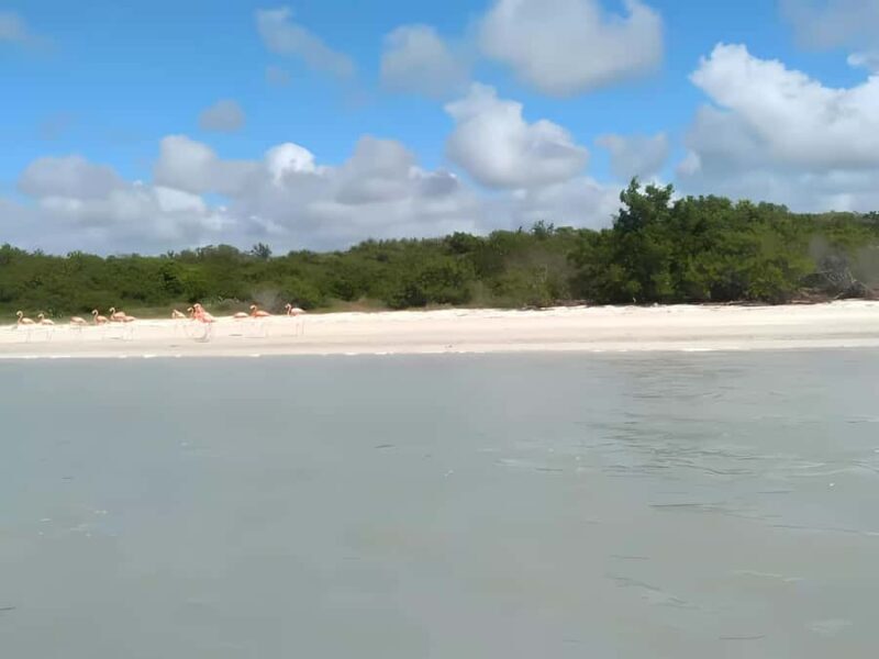 From Mérida: Celestún, flamingos, and the beach - A Closer Look: What You Can Expect