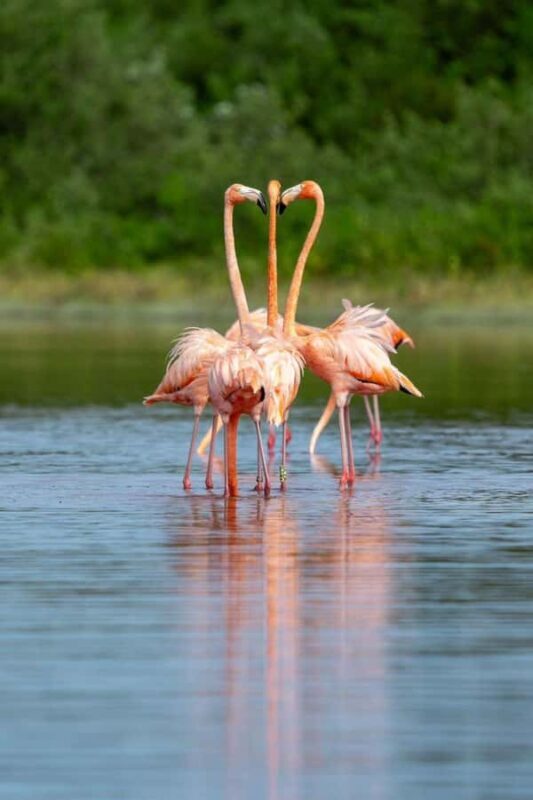 From Merida to Celestún: Biosphere, Flamingos & Beach Escape - An In-Depth Look at the Tour Experience