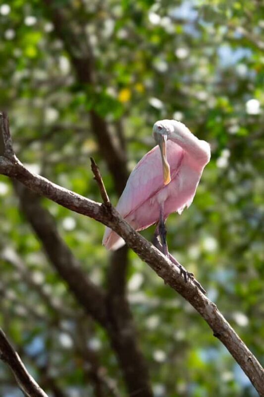 From Merida to Celestún: Biosphere, Flamingos & Beach Escape - Who Will Love This Tour?