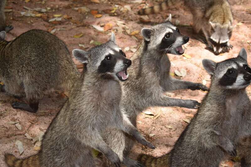 From Merida: Transfer to Celestun and Sisal - Discovering the Coastal Charms of Sisal and Celestun