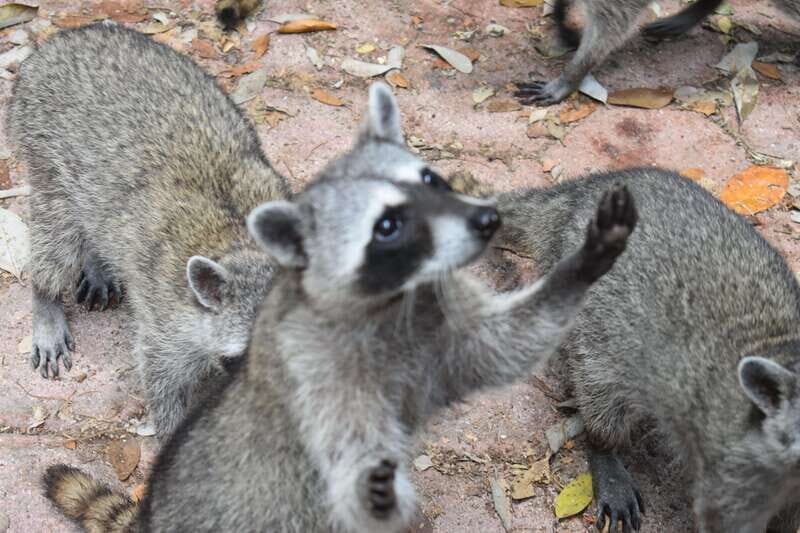 From Merida: Transfer to Celestun and Sisal - Practical Tips for Travelers