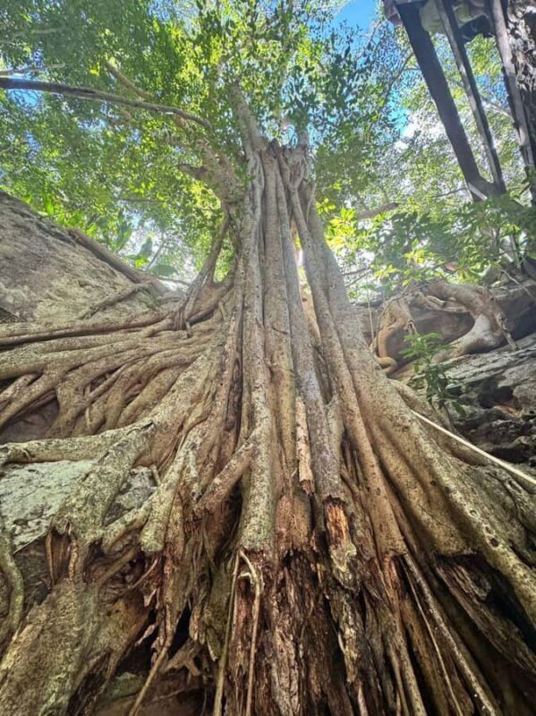 From Mérida:Explore 4 Rural Cenotes with a Traditional lunch - The Sum Up