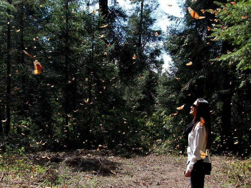 From Mexico City: 7-Day Monarch Butterfly Tour - Key Points