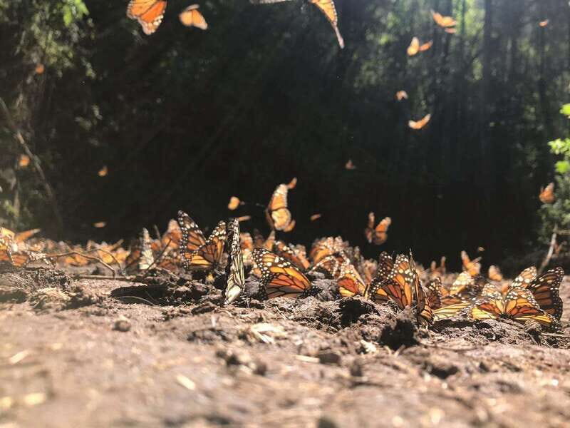 From Mexico City: 7-Day Monarch Butterfly Tour - The Value Proposition