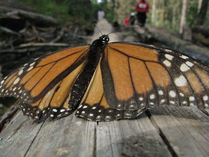 From Mexico City: 7-Day Monarch Butterfly Tour - Final Thoughts