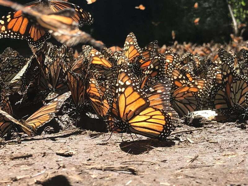 From Mexico City: 7-Day Monarch Butterfly Tour - FAQ