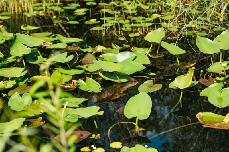From Miami: Everglades Airboat Ride and Nature Walk - FAQs