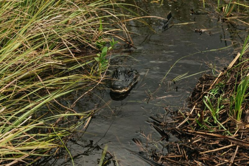 From Miami: Everglades Airboat Ride and Nature Walk - Practical Tips for Travelers