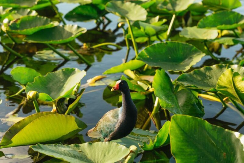 From Miami: Everglades Airboat, Wildlife Show & Bus Transfer - The Value of This Experience