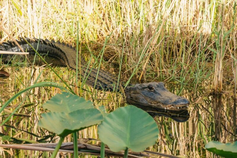From Miami: Everglades Airboat, Wildlife Show & Bus Transfer - Who Should Consider This Tour?