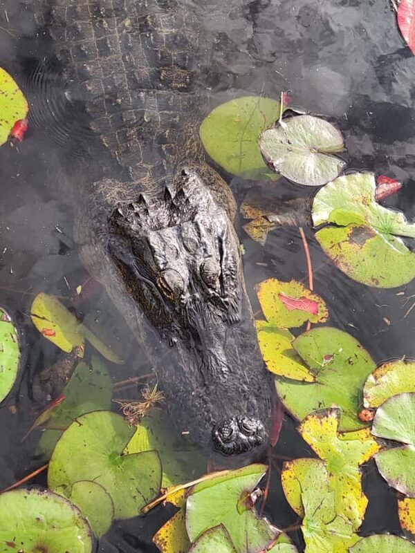 From Miami: Everglades Tour w/90 minute boat trip & 3 Hikes! - Frequently Asked Questions