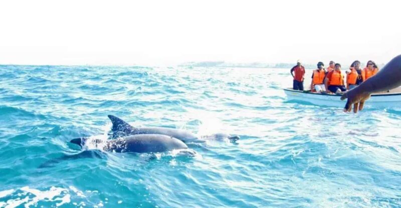 From Miami: Key West with Dolphin Watch or Snorkel Boat - Key Points