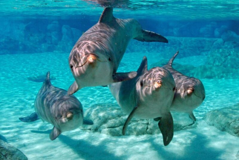 From Miami: Key West with Dolphin Watch or Snorkel Boat - Final Thoughts: Who Should Consider This Tour?