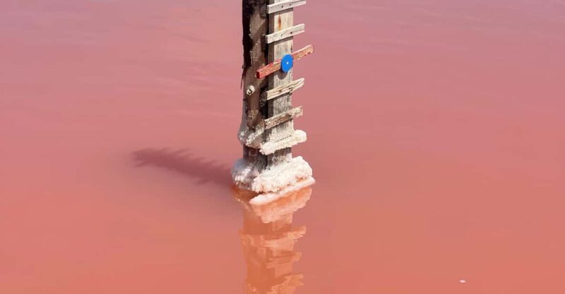 From Montpellier: Camargue and Salt Marshes Guided Tour - Exploring the Camargue and Salt Marshes Guided Tour from Montpellier