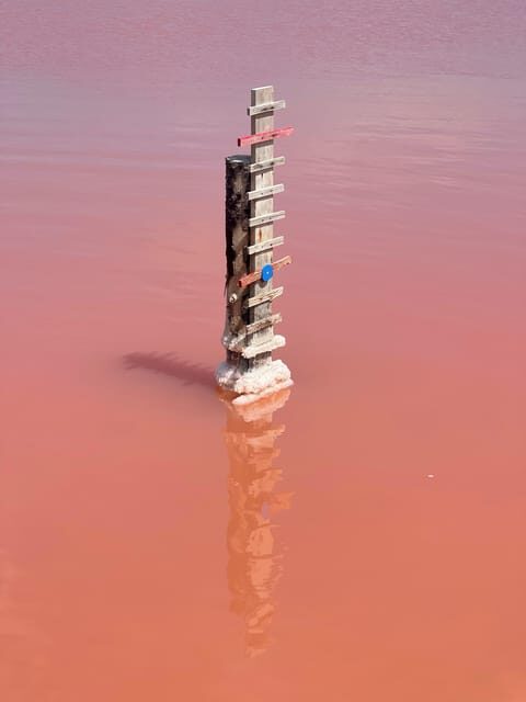 From Montpellier: Camargue and Salt Marshes Guided Tour - What Makes This Tour Stand Out?