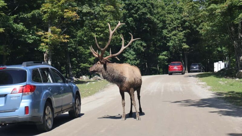 From Montreal: Omega Park Wildlife Safari Calling Sounds - Key Points