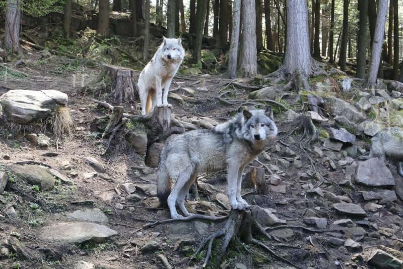 From Montreal: Omega Park Wildlife Safari Calling Sounds - An In-Depth Look at the Omega Park Wildlife Safari