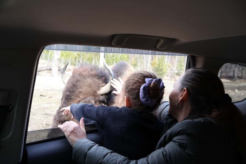 From Montreal: Omega Park Wildlife Safari Calling Sounds - Practical Tips for Your Trip