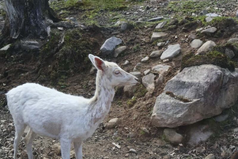 From Montreal: Omega Park Wildlife Safari Calling Sounds - FAQs