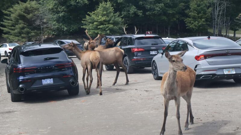 From Montreal: Omega Park Wildlife Safari Calling Sounds - Final Thoughts