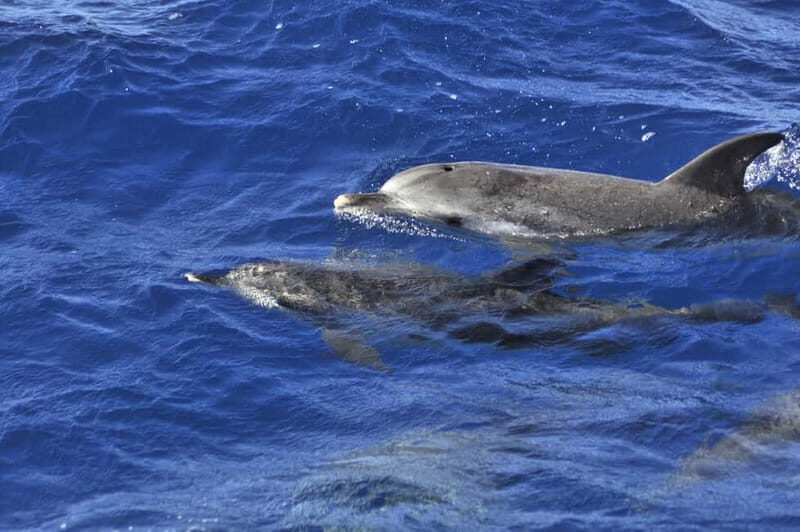 From Morro Jable: Dolphin and Whale Watching and Snorkelling - Key Points