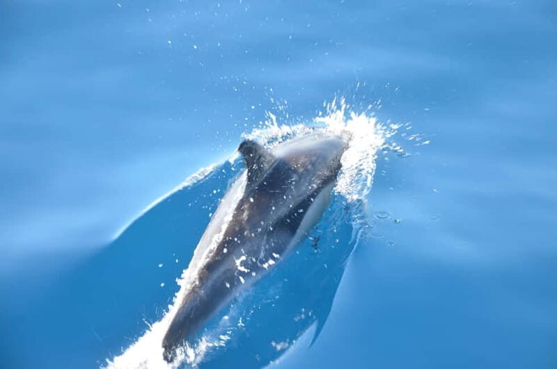 From Morro Jable: Dolphin and Whale Watching and Snorkelling - Authentic Experiences and Tips from Reviews