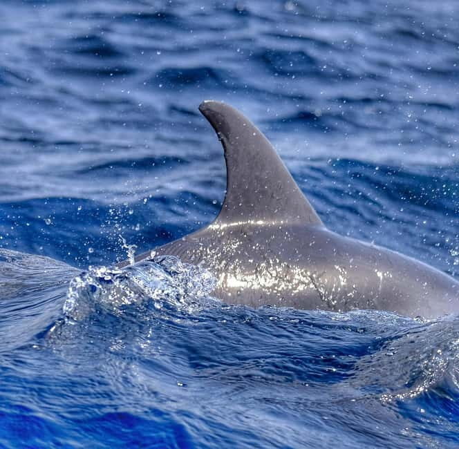 From Morro Jable: Dolphin and Whale Watching and Snorkelling - Who Should Consider This Tour?