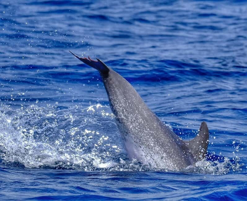 From Morro Jable: Dolphin and Whale Watching and Snorkelling - The Sum Up