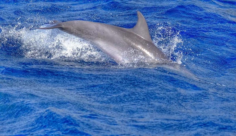 From Morro Jable: Dolphin and Whale Watching and Snorkelling - Frequently Asked Questions