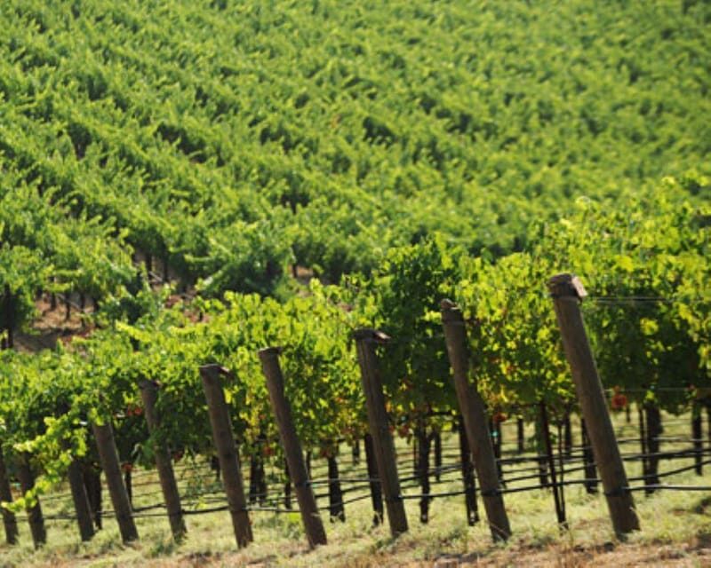 From Napa: Private Wine Tour to Guerneville - The Itinerary: What to Expect from Start to Finish