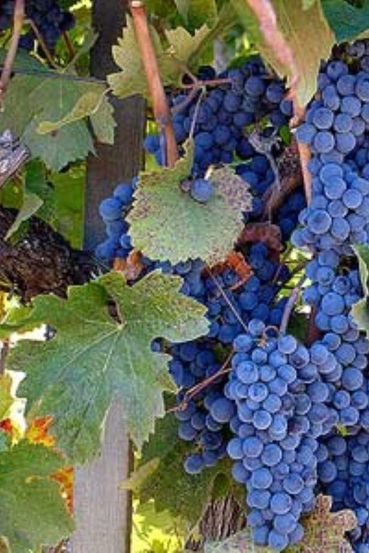 From Napa: Santa Rosa Wine Tasting Tour - An In-Depth Look at the Santa Rosa Wine Tasting Experience