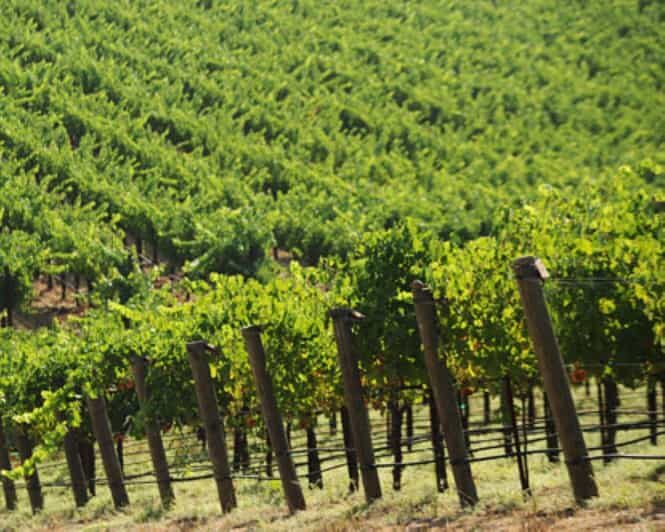 From Napa: Santa Rosa Wine Tasting Tour - Final Thoughts: Is It Worth It?