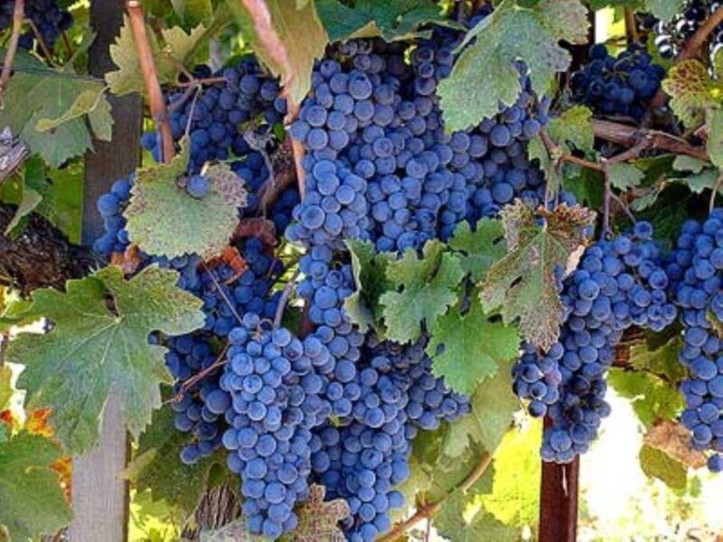 From Napa: Wine Tasting Tour with Benziger's Wine Wonderland - Key Points