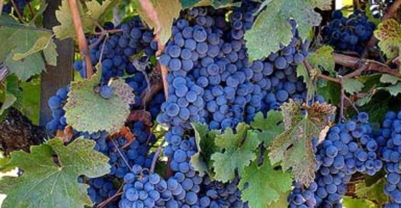 From Napa: Wine Tasting Tour with Benziger's Wine Wonderland - A Deep Dive into the Napa Wine Tasting Tour