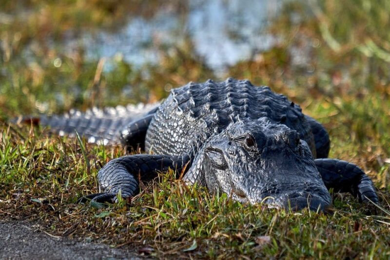 From Naples: 10,000 Islands Boat Trip & Everglades Walk! - Key Points