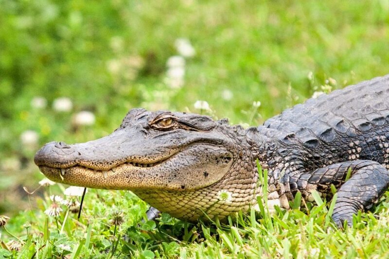From New Orleans: Airboat Adventure Tour with Transportation - An In-Depth Look at the Experience