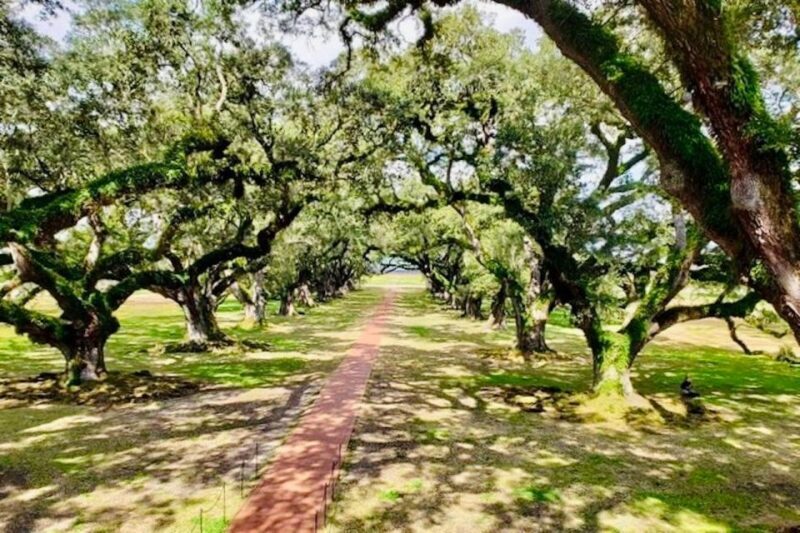 From New Orleans: Oak Alley or Laura Plantation Tour - The Sum Up