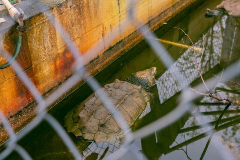 From New Orleans: Swamp Airboat, 2 Plantation Tours & Lunch - Who Will Love This Tour?