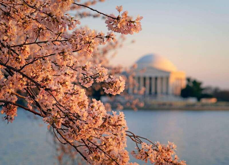 From New York: 7-Day Guided East Coast Cities & Sites Tour - Washington D.C.: The Political and Cultural Heart