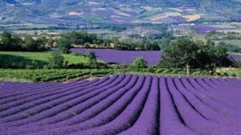 From Nice: Full-Day Provence and Lavender Tour - In-Depth Look at the Stops