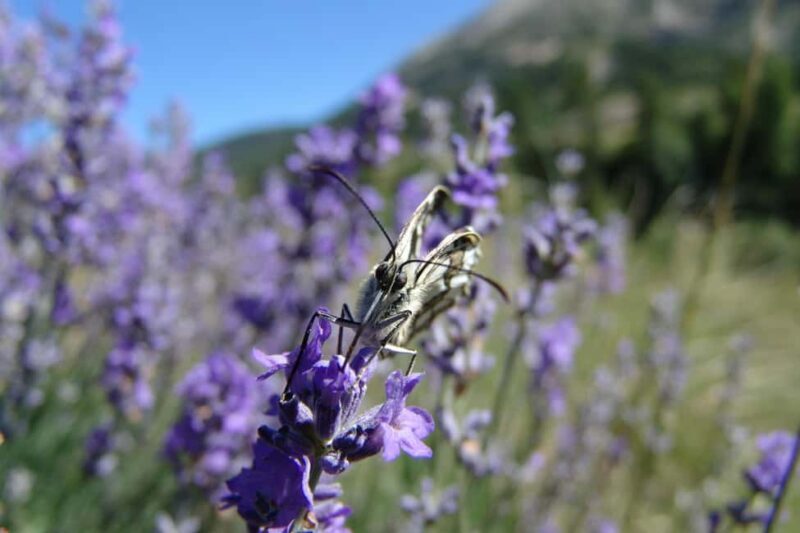 From Nice: Historic Train Ride & Alps Villages - Who Will Love This Tour?