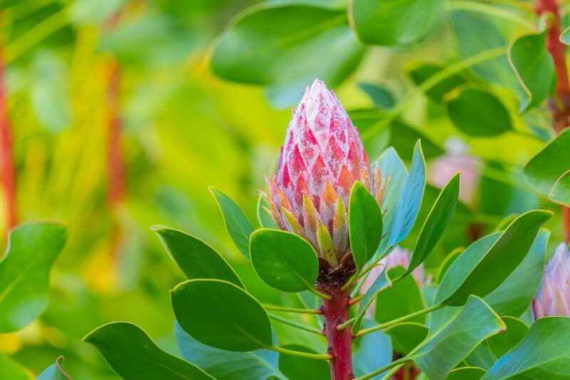 From Oahu: Best of Maui/Haleakala - Sips, Sites & Bites - The Itinerary Breakdown: What Makes This Tour Stand Out