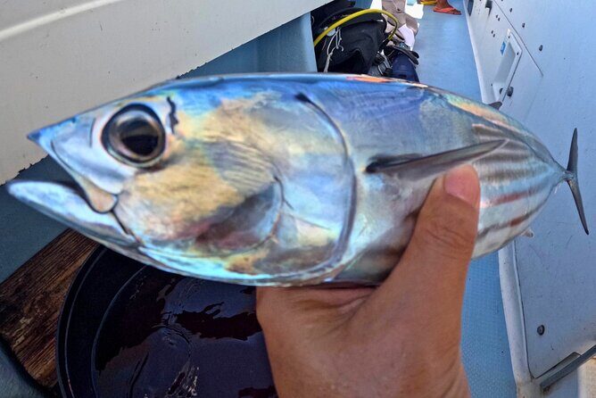 From Onna Village (Maeda Fishing Port)!Fishing and Trolling | Fully Chartered Boat Plan (3-Hour/6-Hour Course) - In-Depth Look at the Fishing & Trolling Tour