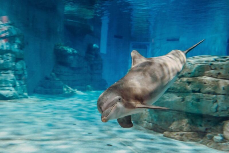 From Orlando: Day Trip to Clearwater Beach with Options - Frequently Asked Questions